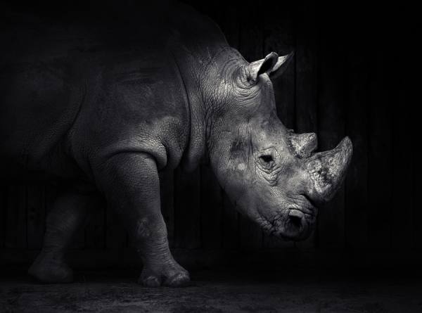 Photograph Mikel Arrizabalaga Rhino on One Eyeland